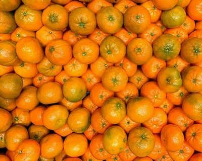 قیمت خرید یافا مجلسی + فروش ویژه